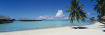 Palm Tree On The Beach, Moana Beach, Bora Bora, Tahiti, French Polynesia by Panoramic Images