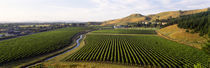Mission Vineyard, Hawkes Bay North Island, New Zealand by Panoramic Images