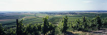 Vineyard, Bereich Steigerwald, Franconia, Germany von Panoramic Images