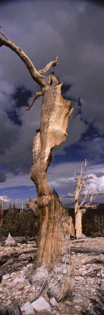 White Mountain, California, USA by Panoramic Images