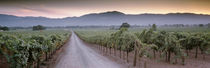 Road in a vineyard, Napa Valley, California, USA by Panoramic Images