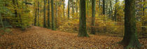 Beech trees in the forest, Canton Of Zurich, Switzerland by Panoramic Images