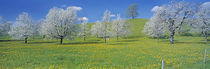  View Of Blossoms On Cherry Trees, Zug, Switzerland von Panoramic Images