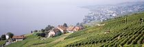 Vineyards, Lausanne, Lake Geneva, Switzerland by Panoramic Images