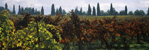 Vineyards with trees in the background, Apennines, Emilia-Romagna, Italy von Panoramic Images
