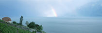 High angle view of a vineyard, Lake Geneva, Canton Vaud, Switzerland von Panoramic Images