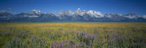Field of flowers, Grand Teton National Park, Wyoming, USA by Panoramic Images
