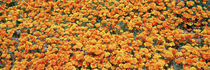  Antelope Valley California Poppy Reserve, California, USA von Panoramic Images