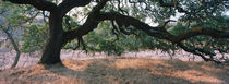 Oak tree on a field, Sonoma County, California, USA by Panoramic Images