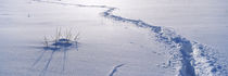 Track on a snow covered landscape, Apennines, Emilia-Romagna, Italy von Panoramic Images