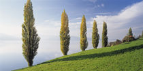 Switzerland, Lake Zug, Row of Populus Trees near a lake by Panoramic Images