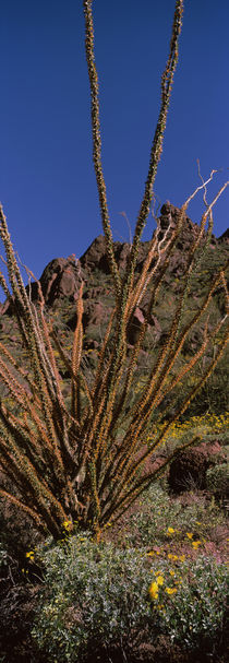 Plants on a landscape, Organ Pipe Cactus National Monument, Arizona, USA by Panoramic Images