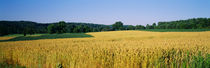 Panorama Print - Feldfrucht, Maryland, USA von Panoramic Images