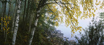 Birch trees in a forest, Puumala, Finland von Panoramic Images