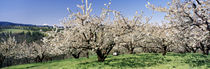 Cherry Orchard, Oregon, USA by Panoramic Images