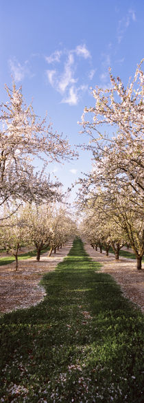 Almond trees in an orchard, Central Valley, California, USA von Panoramic Images