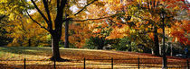 Trees in a forest, Central Park, Manhattan, New York City, New York, USA by Panoramic Images