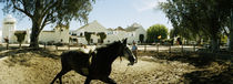 Horse running in an paddock, Gerena, Seville, Seville Province, Andalusia, Spain von Panoramic Images