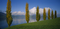 Row of poplar trees along a lake, Lake Zug, Switzerland von Panoramic Images