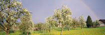 Pear trees in a field (Pyrus communis), Aargau, Switzerland by Panoramic Images