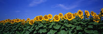 Panorama Print - Sonnenblumenfeld, Bogue, Kansas, USA von Panoramic Images