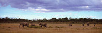 Africa, Kenya, Masai Mara National Reserve, Elephants in national park von Panoramic Images