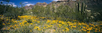 Flowers in a field, Organ Pipe Cactus National Monument, Arizona, USA von Panoramic Images