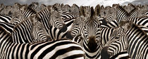 Herd of zebras von Panoramic Images