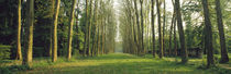 Trees Versailles France von Panoramic Images