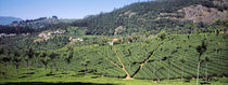 Tea plantation, Coonoor, Nilgiris, Kerala, India von Panoramic Images