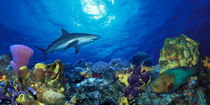 Caribbean Reef shark Rainbow Parrotfish  in the sea by Panoramic Images