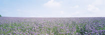 Field of phacelia, Germany by Panoramic Images