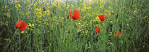 Poppies blooming in oilseed rape  field, Baden-Wurttemberg, Germany by Panoramic Images
