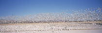  Socorro County, New Mexico, USA von Panoramic Images