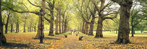 Trees along a footpath in a park, Green Park, London, England von Panoramic Images