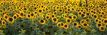 Sunflowers (Helianthus annuus) in a field, Bouches-Du-Rhone, Provence, France von Panoramic Images