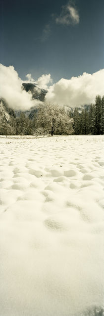 Yosemite National Park, Mariposa County, California, USA by Panoramic Images