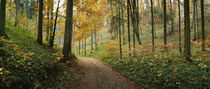 Road passing through a forest, Baden-Württemberg, Germany von Panoramic Images