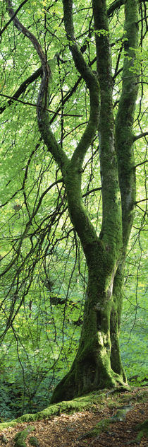 Moss growing on a beech tree, Perthshire, Scotland von Panoramic Images