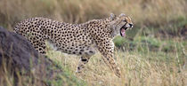 Cheetah walking in a field von Panoramic Images