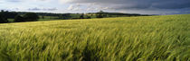 Barley Field, Wales, United Kingdom von Panoramic Images