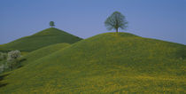 Green Hill w/ yellow flowers & tree Canton Zug  Switzerland by Panoramic Images