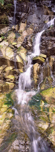 Waterfall in a forest by Panoramic Images