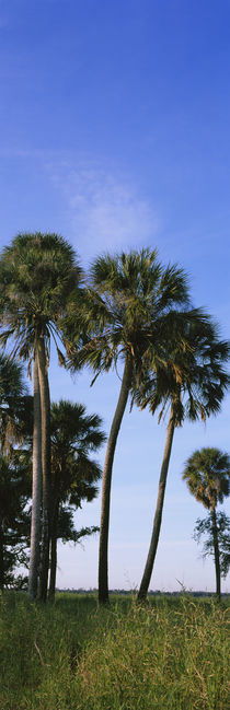 Palm trees on a landscape, Myakka River State Park, Sarasota, Florida, USA von Panoramic Images