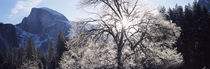 Yosemite National Park, California, USA by Panoramic Images