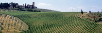 Vineyards and Olive Grove outside San Gimignano Tuscany Italy von Panoramic Images