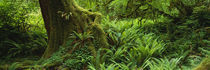 Olympic National Forest, Washington State, USA by Panoramic Images