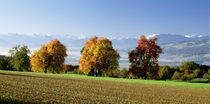 Switzerland, Swiss Midlands, pear orchard by Panoramic Images