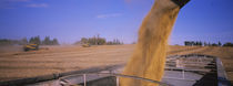 Combine harvesting soybeans in a field, Minnesota, USA by Panoramic Images