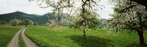  Dirt Road Through Meadow Of Dandelions, Zug, Switzerland von Panoramic Images